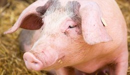 Carcase weights and SPP prices steady 